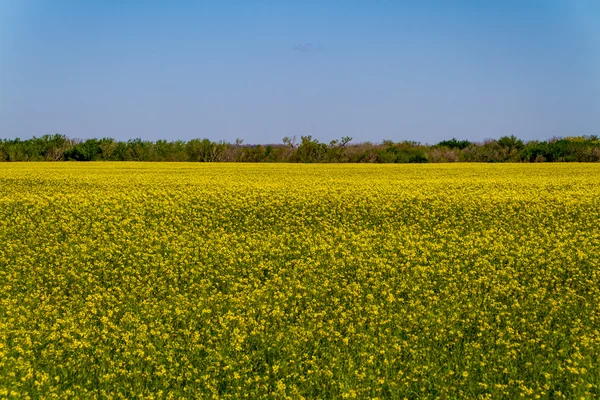 Jasny żółty kwitnienia roślin rzepakowy (rzepak) w Oklahoma. — Zdjęcie stockowe