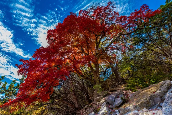 Hösten på förlorade Maples State Park, Texas Stockbild