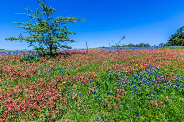 Texas kır çiçekleri ile Blanketed bir güzel Texas alanının geniş açılı görünüş. Stok Resim