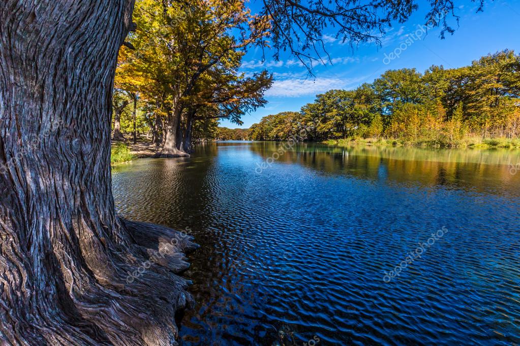 Bright Beautiful Autumn Colors on the Cypress Trees along the Frio River at Garner State Park in Texas.