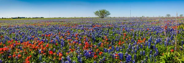 Un gran ángulo Vista panorámica de alta resolución de un campo lleno de flores silvestres de Texas . — Foto de Stock