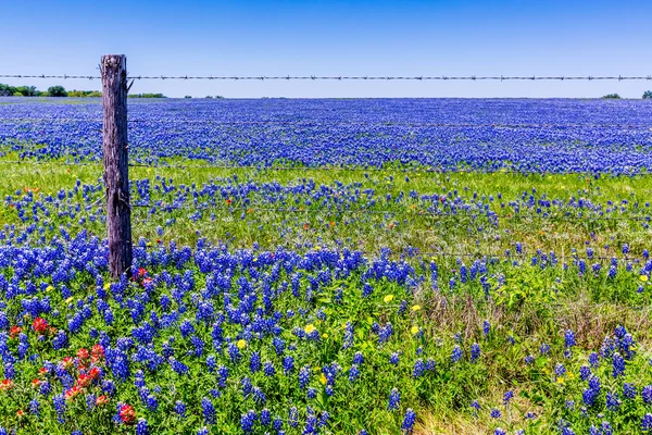 Egy gyönyörű vidéki Texas területén sokféle Texas vadvirágok, beleértve a Bluebonnets. — Stock Fotó