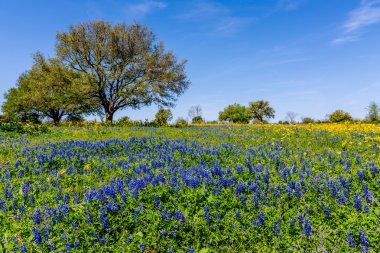Ünlü Texas Bluebonnets ile Blanketed güzel bir alan geniş açı bakış.