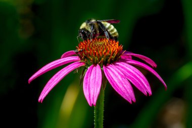 Mor Coneflower üzerinde Bumble Bee.