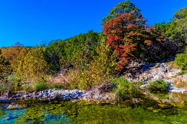 Piękny spadek liści utracone Maples State Park, Texas. — Zdjęcie stockowe