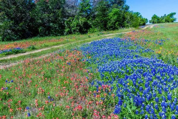 Ein wunderschönes ländliches texas field mit einer Vielzahl von texas wildflowers, einschließlich bluebonnets. — Stockfoto