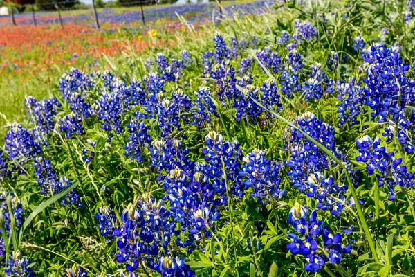 Een mooie Texas veld bedekt met Bluebonnets en Indian Paintbrush Wildflowers. — Stockfoto