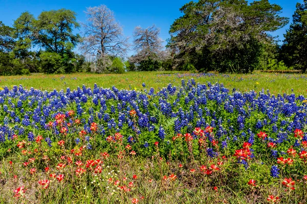Un bellissimo campo texano coperto di Bluebonnets e fiori selvatici pennello indiano . — Foto Stock