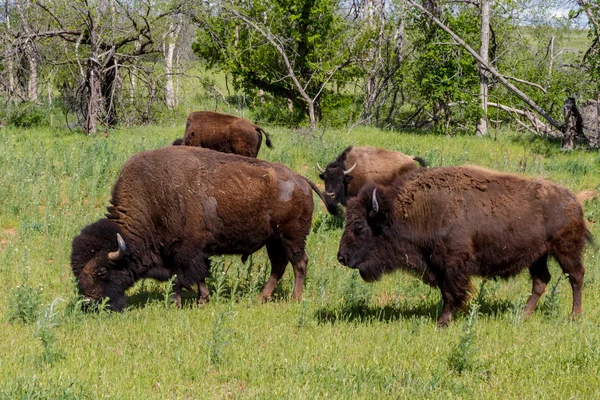 Amerikanischer büffel in oklahoma. — Stockfoto