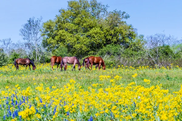 Vackra Texas betesmark med blommor och hästar Stockbild