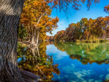 Dev selvi ağaçları yüksek çözünürlüklü panoramik manzarasını Texas Frio Nehri üzerinde.