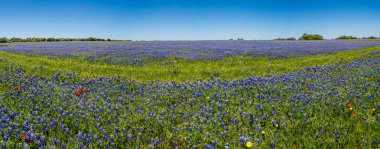 Geniş açı yüksek çözünürlüklü panoramik manzaralı Texas kır çiçekleri.
