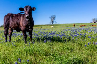 A Black Angus Cow in a Beautiful Field of Texas Wildflowers (Bluebonnets and others). clipart