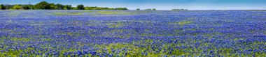 Geniş açı yüksek çözünürlüklü panoramik manzaralı Texas kır çiçekleri.