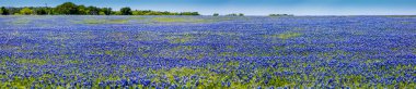 A Wide Angle High Resolution Panoramic View of Texas Wildflowers. clipart
