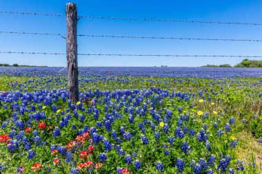 Bir güzel alan, Texas kır çiçekleri (Bluebonnets ve diğerleri).