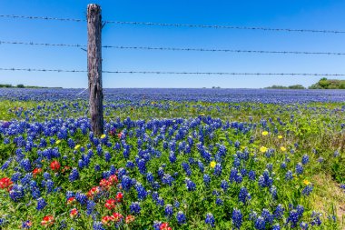 A Beautiful Field of Texas Wildflowers (Bluebonnets and others). clipart