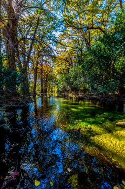 Sonbaharda yapraklar Crystal Clear Frio Nehri üzerinde.