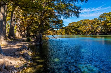 Parlak güzel sonbahar yaprakları Texas Crystal Clear Frio Nehri üzerinde.