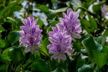 Çiçekli su sümbül (Eichhornia crassipes) büyüyen vahşi Texas.