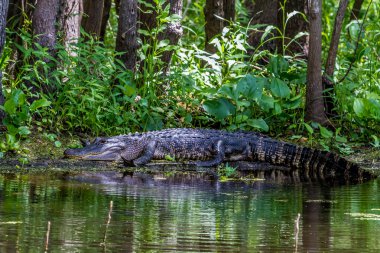 Bir büyük Amerikan bir bankaya timsah (Alligator mississippiensis).