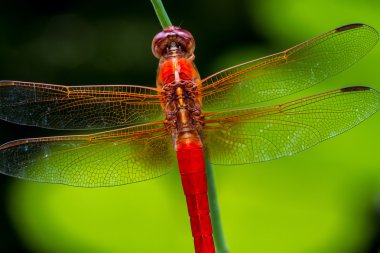 Bir kestane fişeği yusufçuk çarpıcı yakın çekim