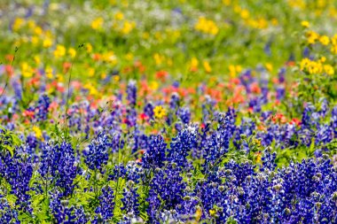 Texas kır çiçekleri yakın Yakınlaştırılmış görünümünü