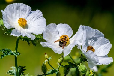Bir bal arısı bir beyaz dikenli Poppy kır çiçeği çiçeği üzerinde closeup
