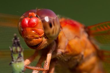 Bir kestane fişeği yusufçuk çarpıcı yakın çekim