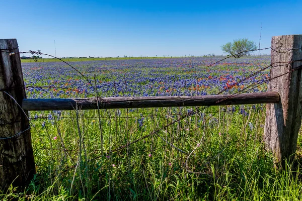 Piękne pole z Texas polne (Bluebonnets i inni). — Zdjęcie stockowe