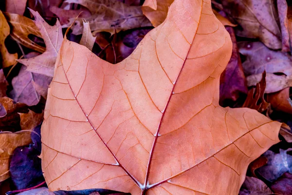 Closeup of Beautiful Intricate Fall Foliage. — Stock Photo, Image