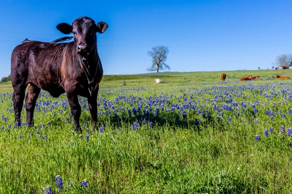 Een Black Angus koe in een prachtige gebied van Texas Wildflowers (Bluebonnets en anderen). — Stockfoto