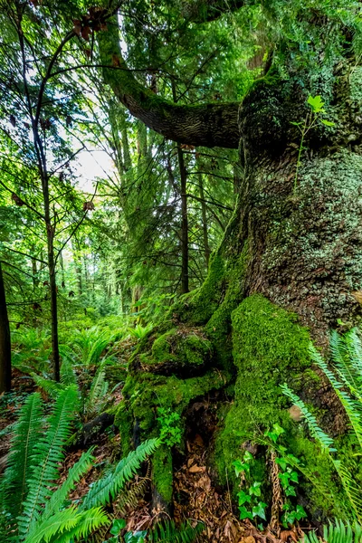 Beautiful Primeval Rain Forest with Mystical Cedar Trees — Stock Photo, Image