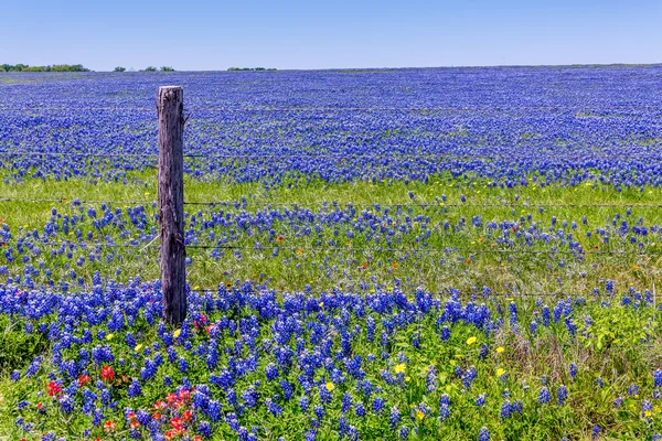 Un hermoso campo de flores silvestres de Texas (Bluebonnets y otros ). — Foto de Stock