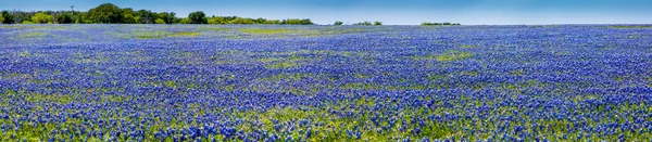 Un gran ángulo Vista panorámica de alta resolución de las flores silvestres de Texas . — Foto de Stock