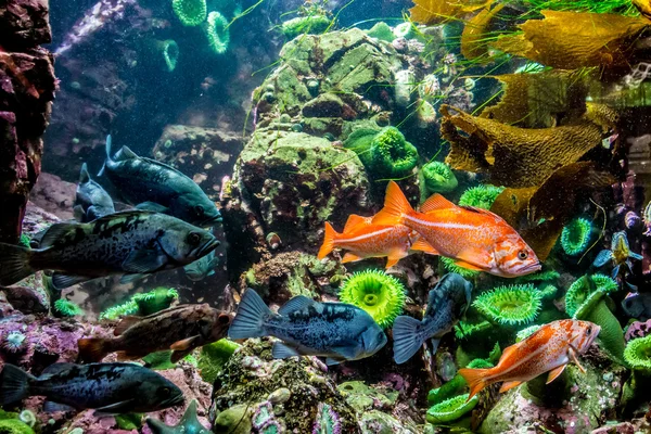 Αρκετές ενδιαφέρουσες πολύχρωμα ψάρια όπως σφυρίδα — Φωτογραφία Αρχείου