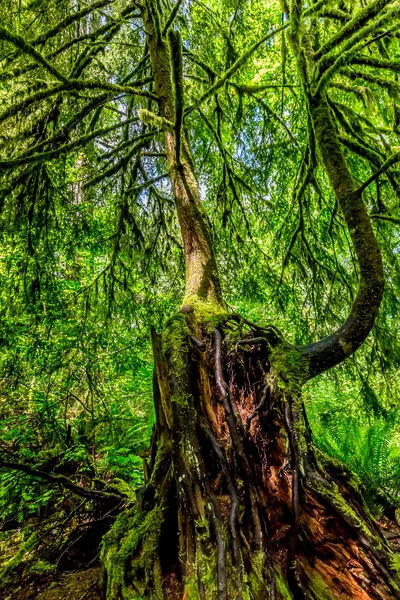 Beautiful Primeval Rain Forest with Mystical Cedar Trees — Stock Photo, Image