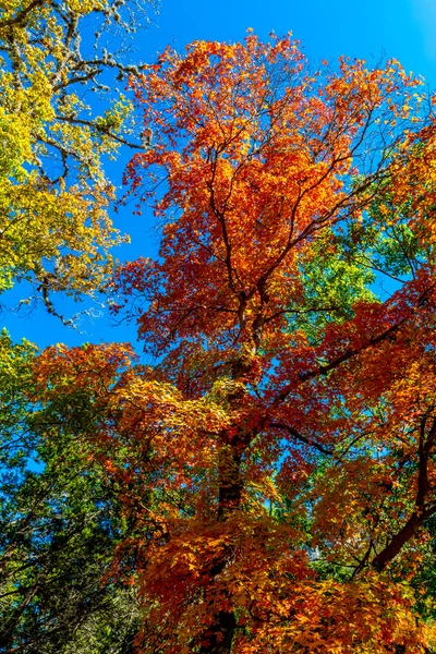 Schöne helle Farben des Herbstlaubes im Lost Maples State Park, Texas — Stockfoto