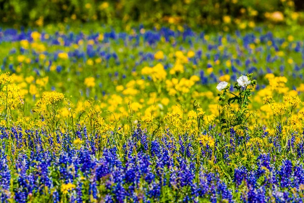 A Zoomed in Close-up of a Texas Field Full of Wildflowers