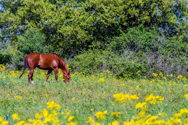 Yaprak Groundsel parlak sarı kır çiçekleri ve at kesmek — Stok fotoğraf