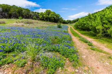 Eski Teksas toprak yol alanında Texas Bluebonnet kır çiçekleri