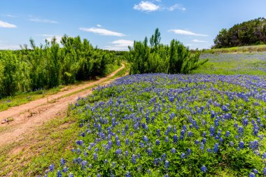 Eski Teksas toprak yol alanında Texas Bluebonnet kır çiçekleri
