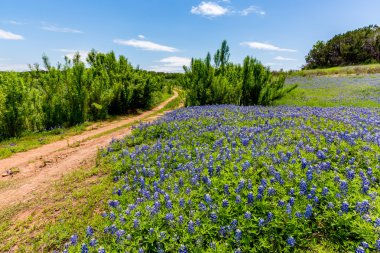 Old Texas Dirt Road in Field of  Texas Bluebonnet Wildflowers clipart