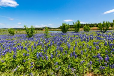 Ünlü Texas Bluebonnet kır çiçekleri Colorado Nehri yakınında geniş açı bakış