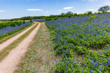 Geniş açı görünümü, ünlü Texas Bluebonnet (Lupinus texensis) ile toprak yol