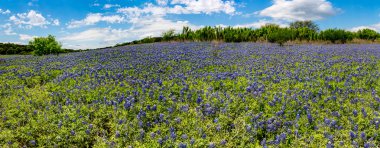 Katır ayakkabı Bend, Texas Bluebonnets alanlarında yüksek Res Panoraması
