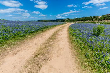 Eski Teksas toprak yol alanında Texas Bluebonnet kır çiçekleri