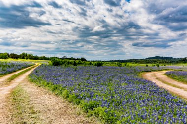 Eski Teksas toprak yol alanında Texas Bluebonnet kır çiçekleri