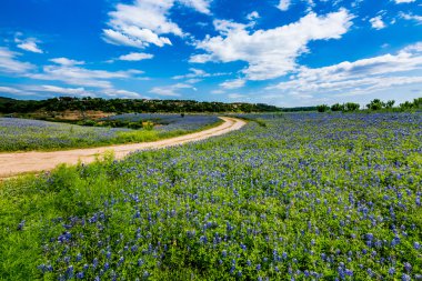 Eski Teksas toprak yol alanında Texas Bluebonnet kır çiçekleri