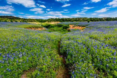 Geniş açı görünümü, ünlü Texas Bluebonnet (Lupinus texensis) Kanyon ile
